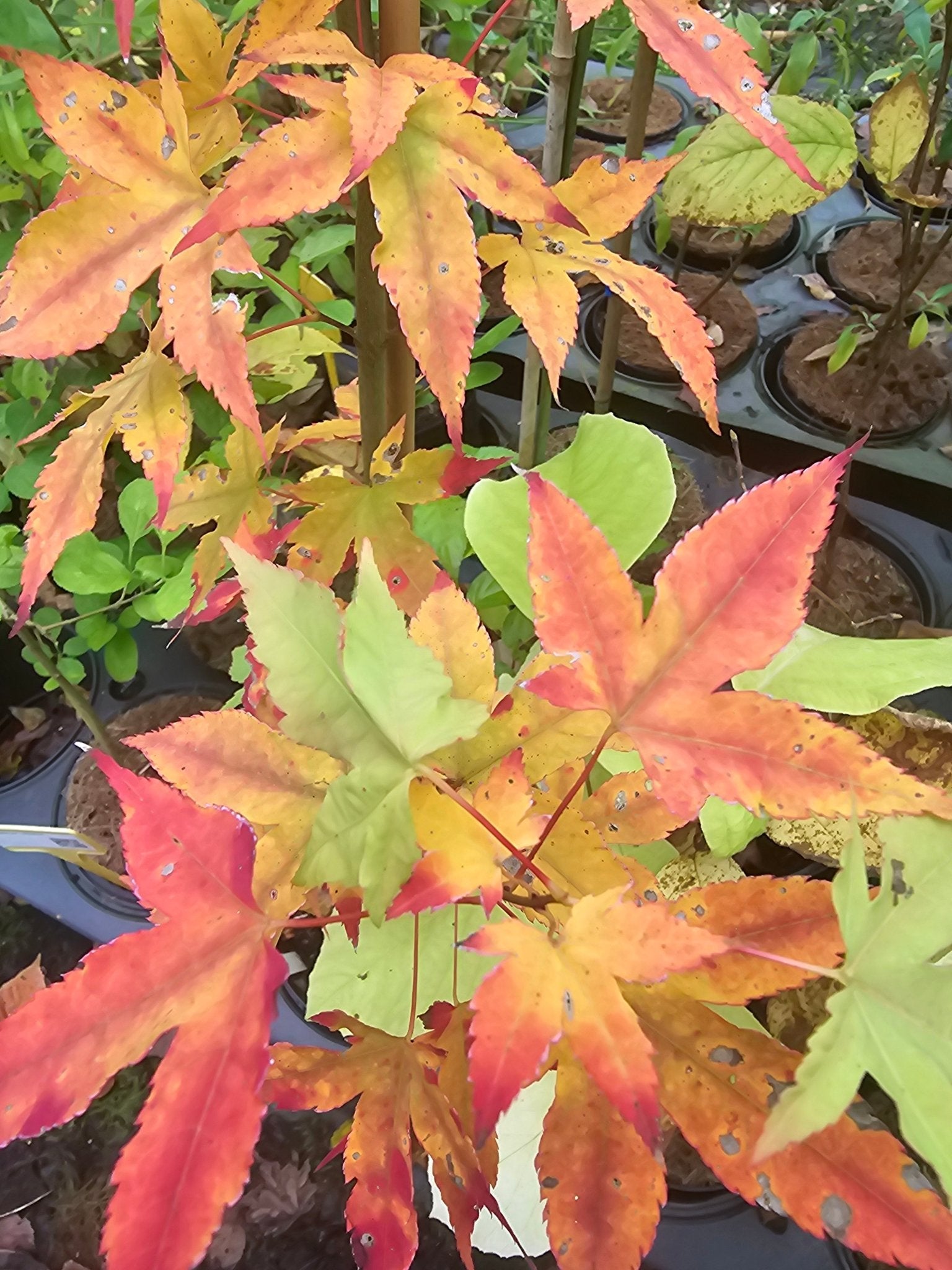 Acer sinense - Herrenkamper Gärten - Pflanzenraritäten