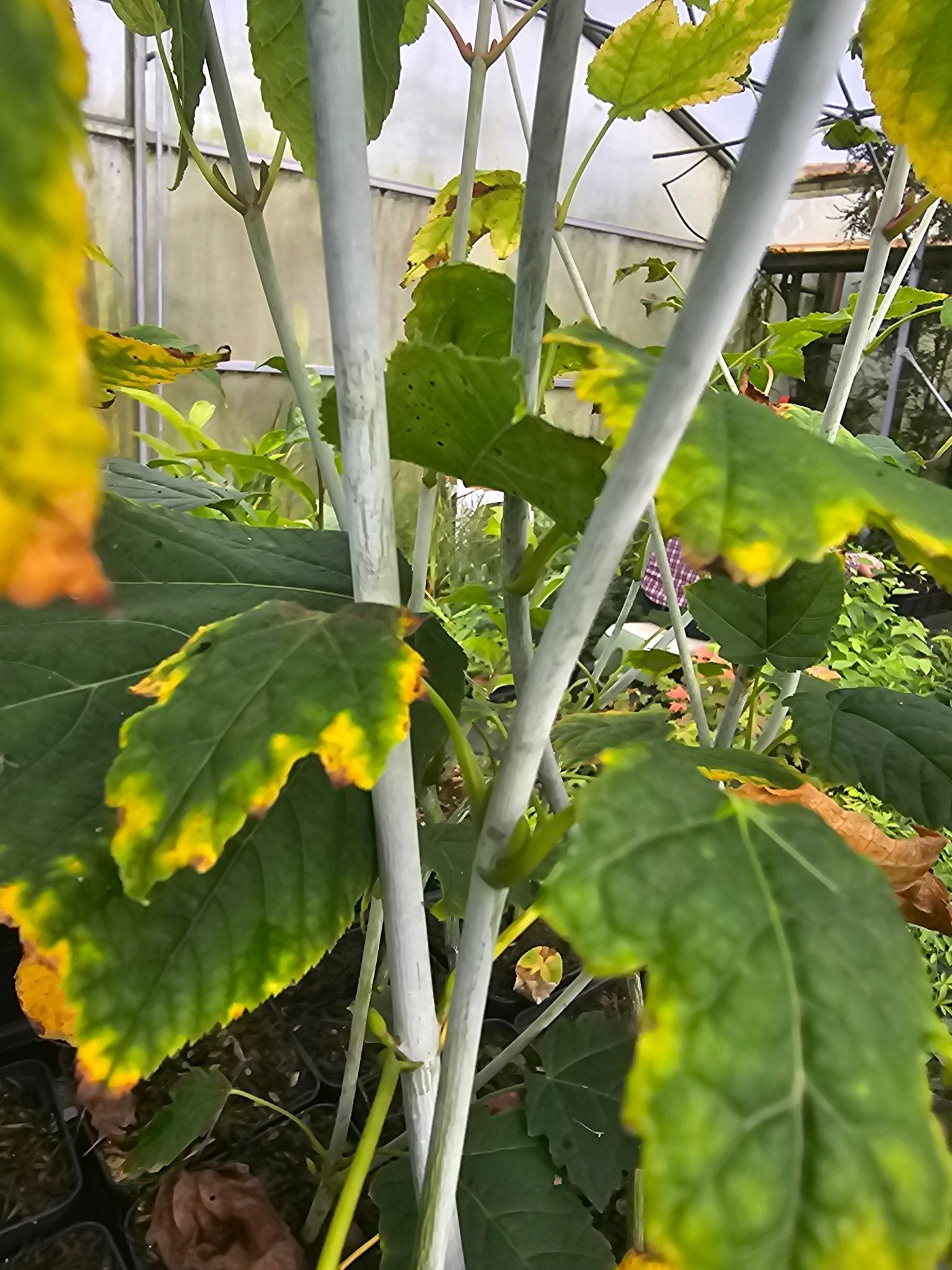 Acer tegmentosum 'Joe Witt' - Herrenkamper Gärten - Pflanzenraritäten