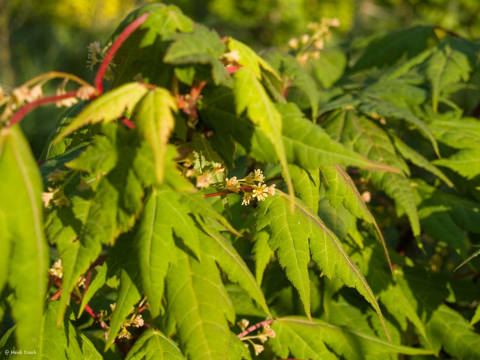 Acer triflorum - Herrenkamper Gärten - Pflanzenraritäten