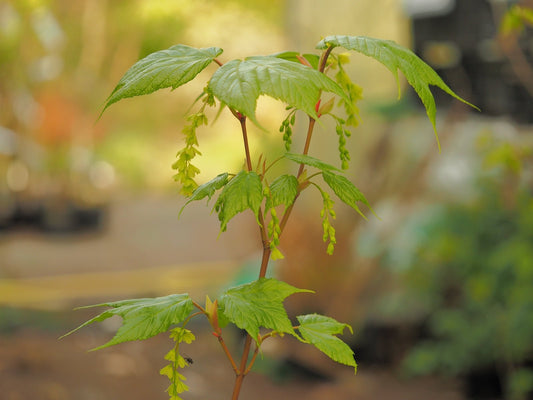 Acer truncatum - Herrenkamper Gärten - Pflanzenraritäten