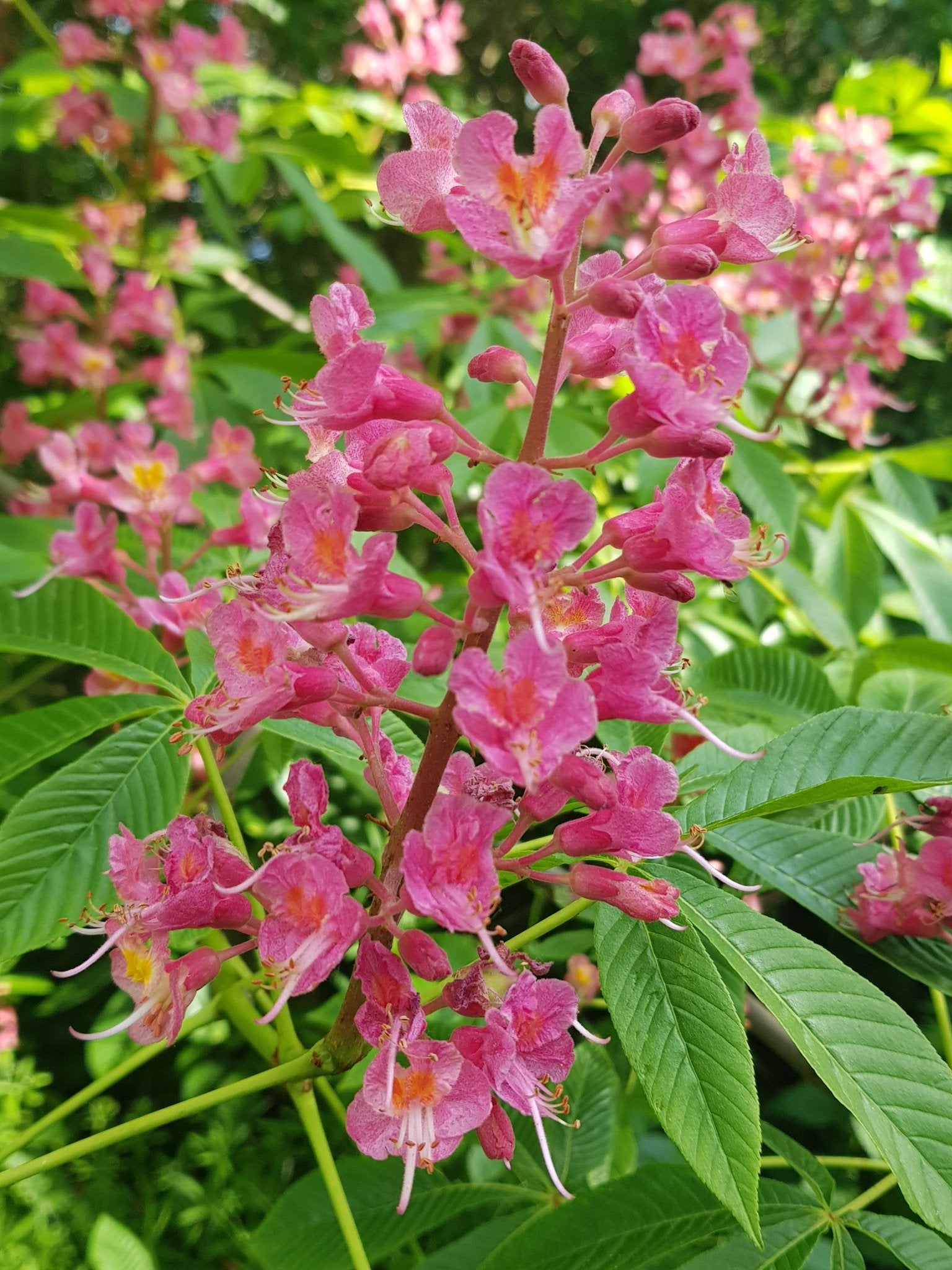 Aesculus carnea 'Fort McNair' - Herrenkamper Gärten - Pflanzenraritäten