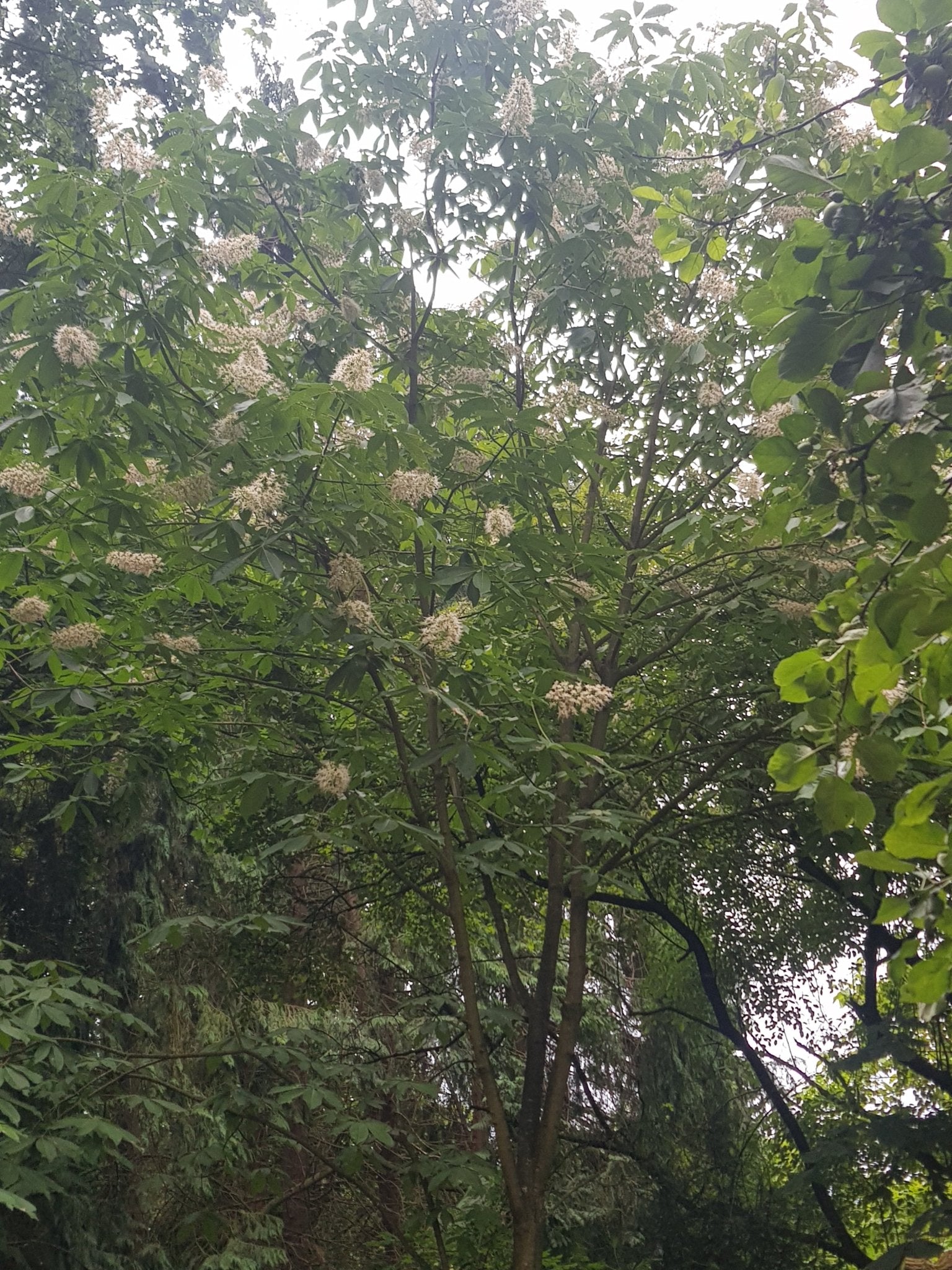 Aesculus chinensis - Herrenkamper Gärten - Pflanzenraritäten