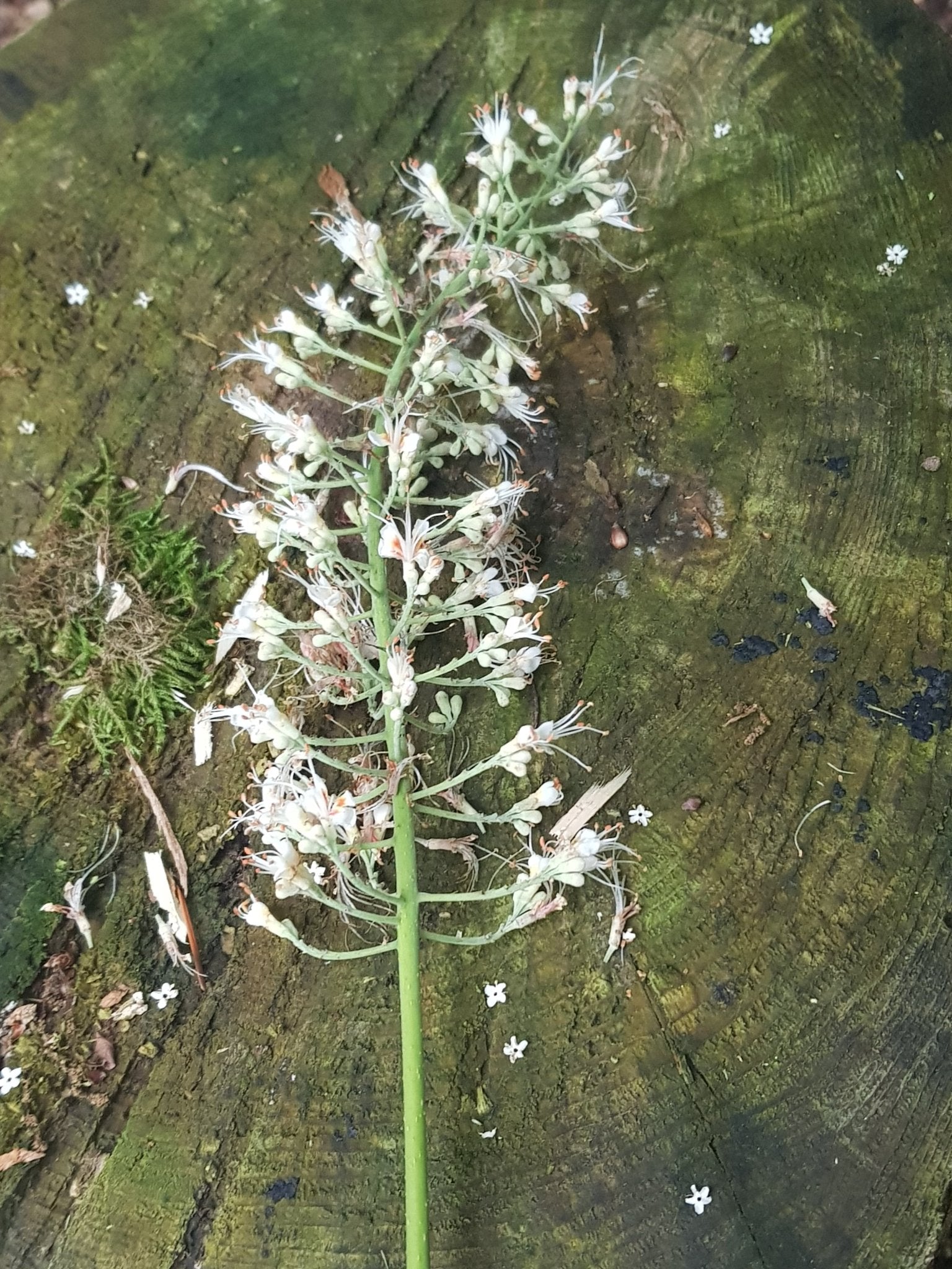 Aesculus chinensis - Herrenkamper Gärten - Pflanzenraritäten