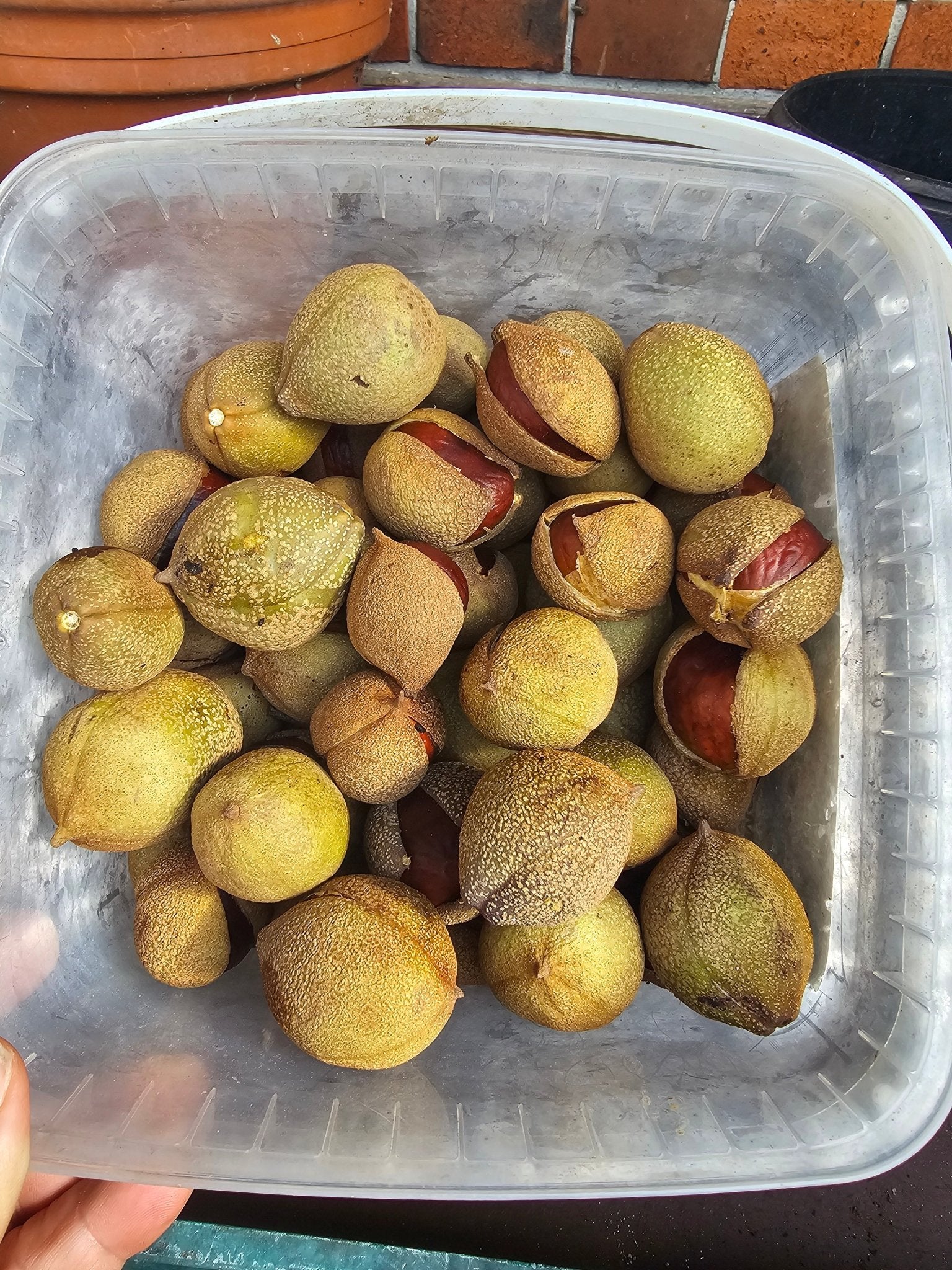 Aesculus chinensis - Saat - Herrenkamper Gärten - Pflanzenraritäten