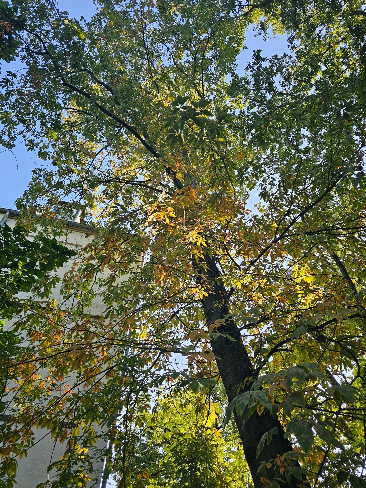 Aesculus flava (syn.: Aesculus octandra) - Herrenkamper Gärten - Pflanzenraritäten