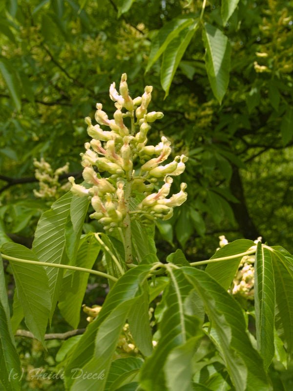 Aesculus flava (syn.: Aesculus octandra) - Herrenkamper Gärten - Pflanzenraritäten