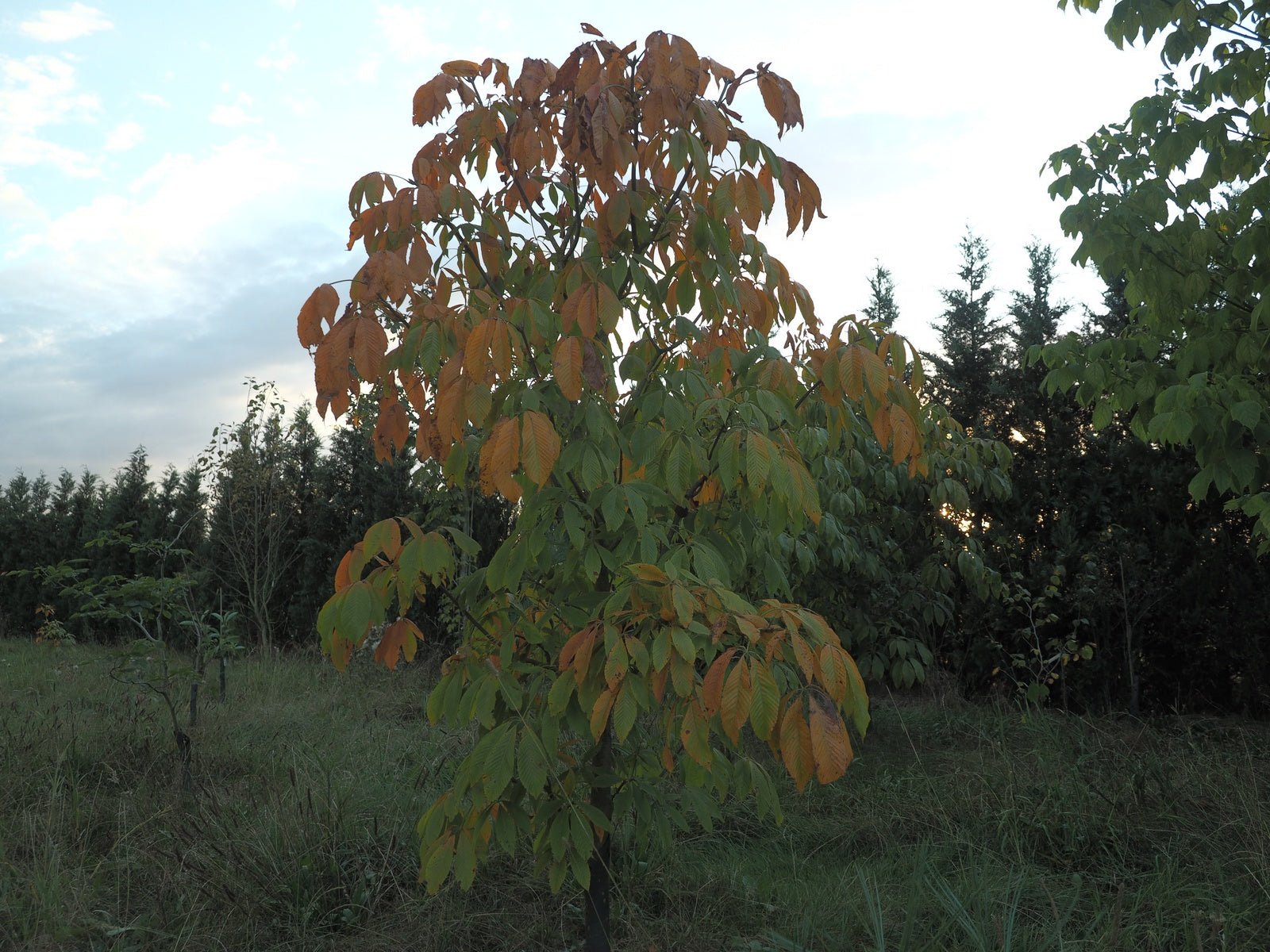 Aesculus flava (syn.: Aesculus octandra) - Herrenkamper Gärten - Pflanzenraritäten