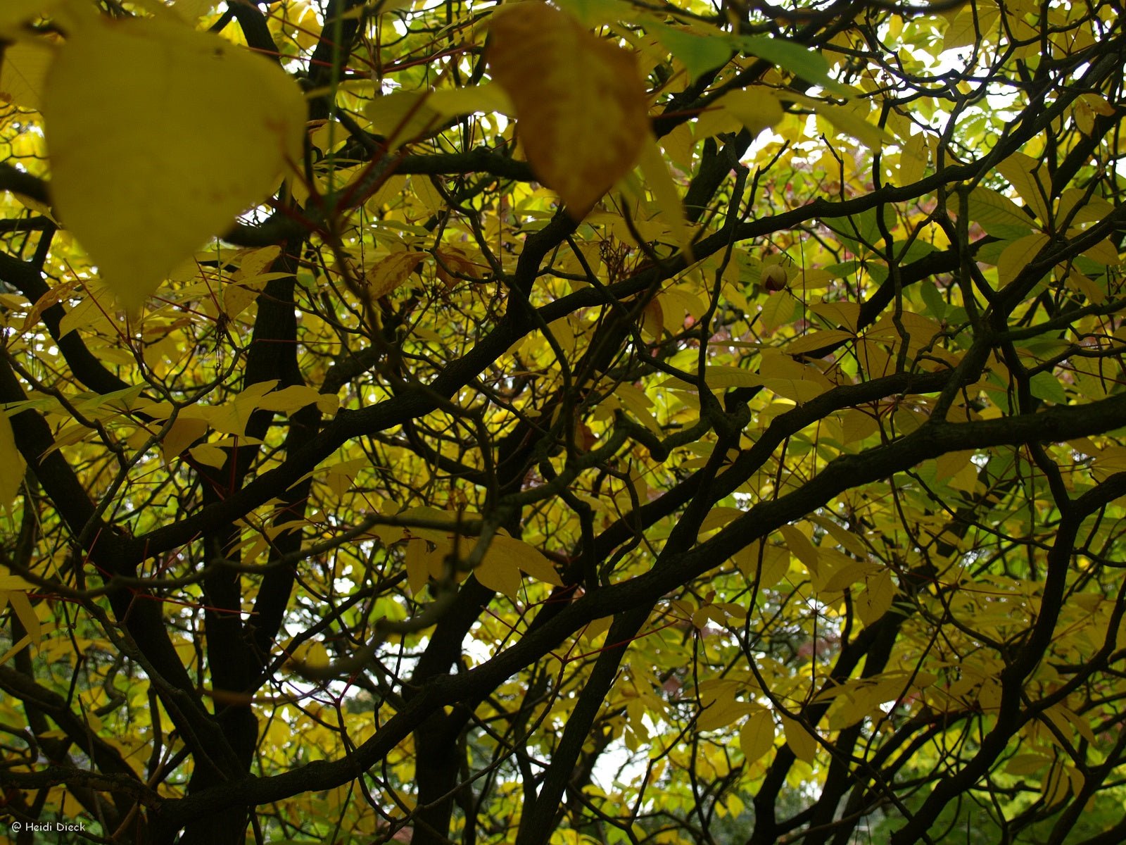 Aesculus parviflora - Herrenkamper Gärten - Pflanzenraritäten