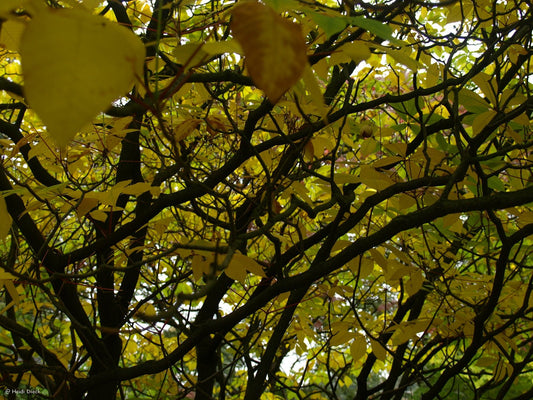 Aesculus parviflora - Herrenkamper Gärten - Pflanzenraritäten