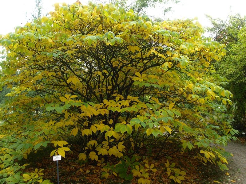 Aesculus parviflora var.serotina - Herrenkamper Gärten - Pflanzenraritäten