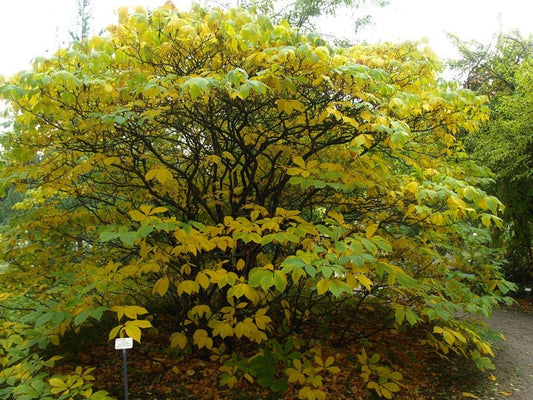 Aesculus parviflora var.serotina - Herrenkamper Gärten - Pflanzenraritäten