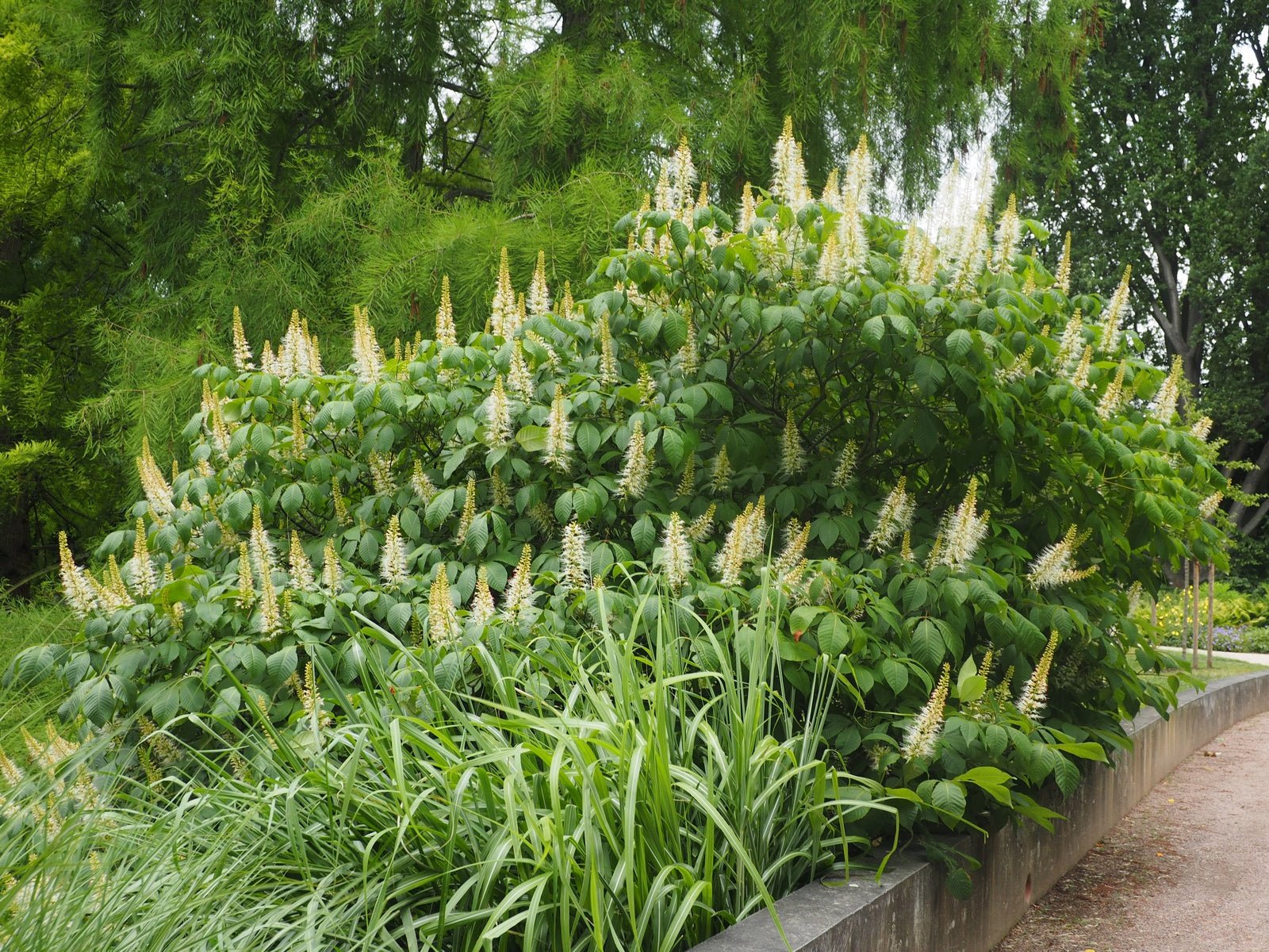 Aesculus parviflora var.serotina - Herrenkamper Gärten - Pflanzenraritäten