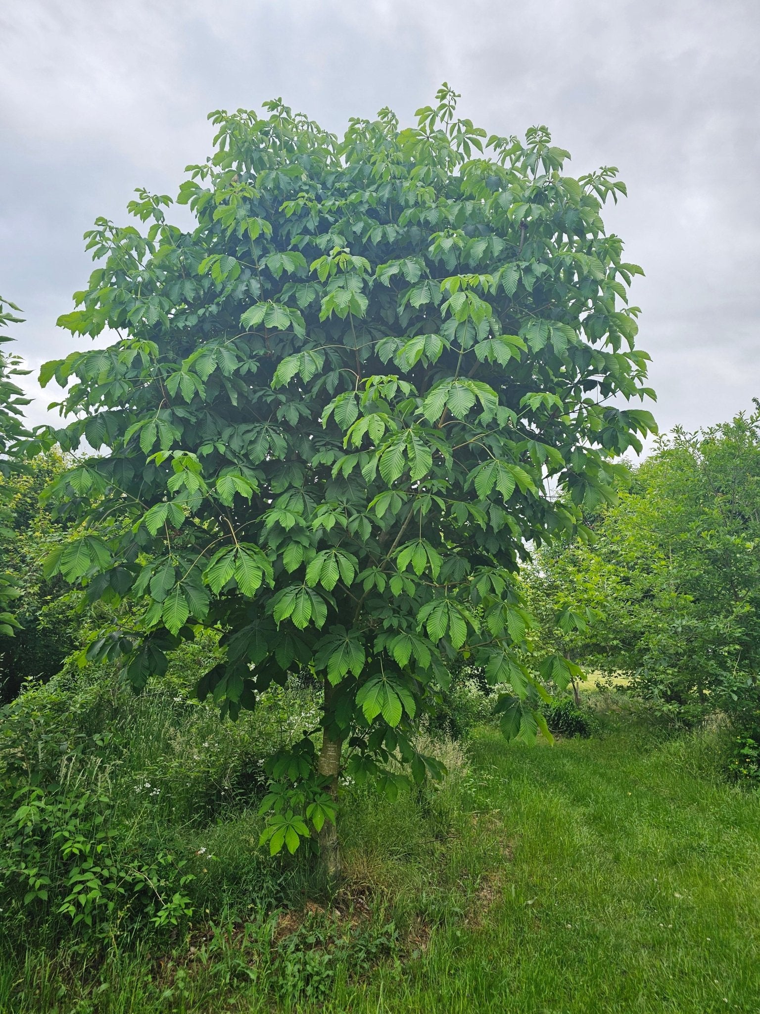 Aesculus turbinata - Herrenkamper Gärten - Pflanzenraritäten