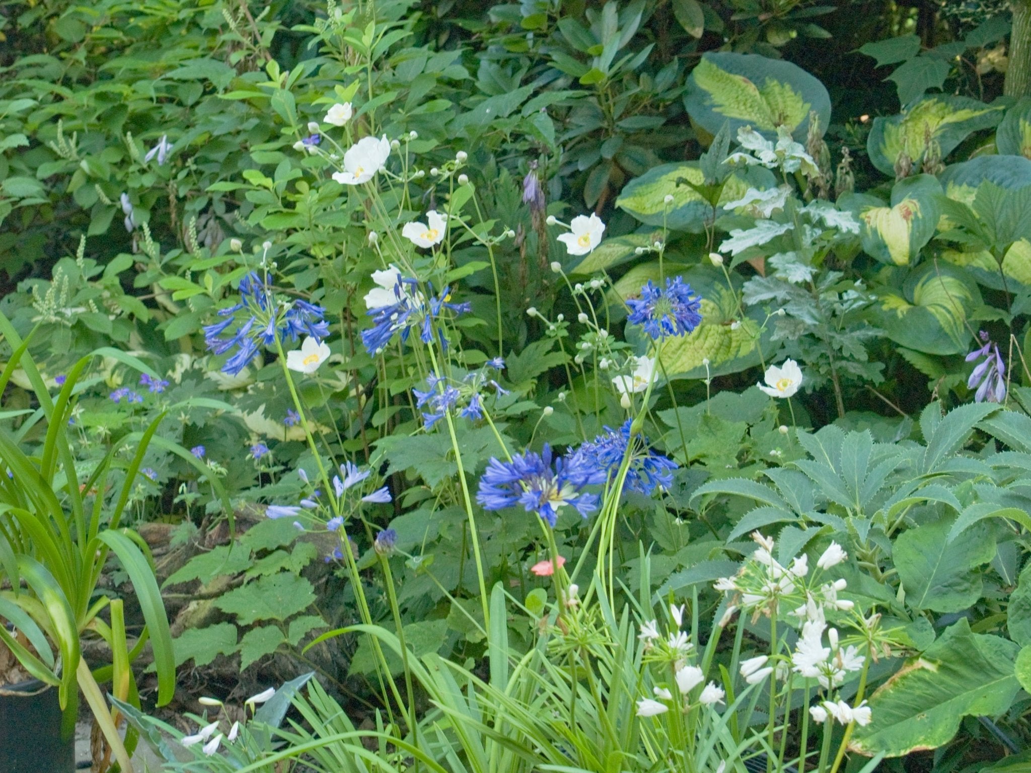 Agapanthus africanus - Herrenkamper Gärten - Pflanzenraritäten