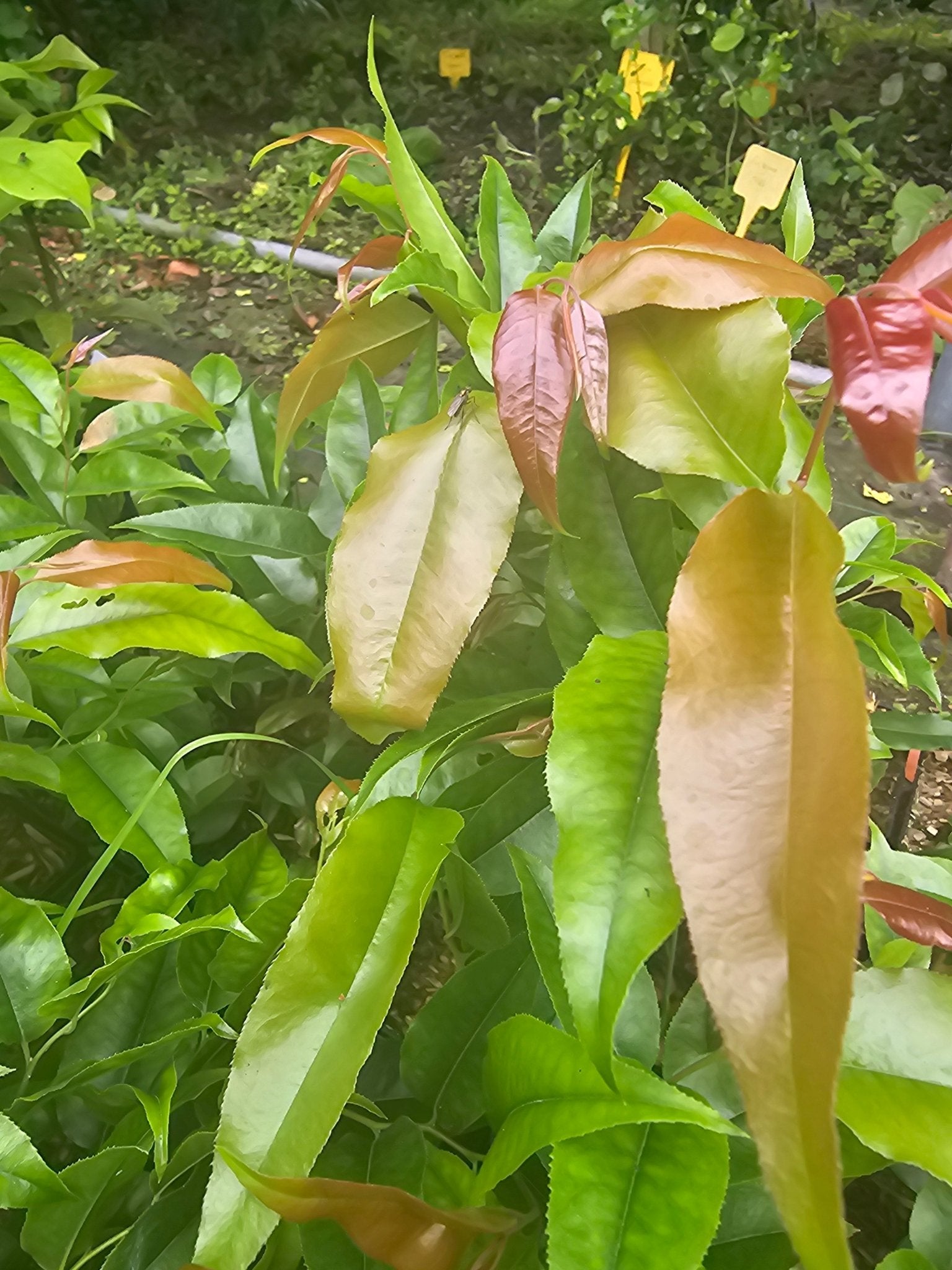 Agarista populifolia - Herrenkamper Gärten - Pflanzenraritäten