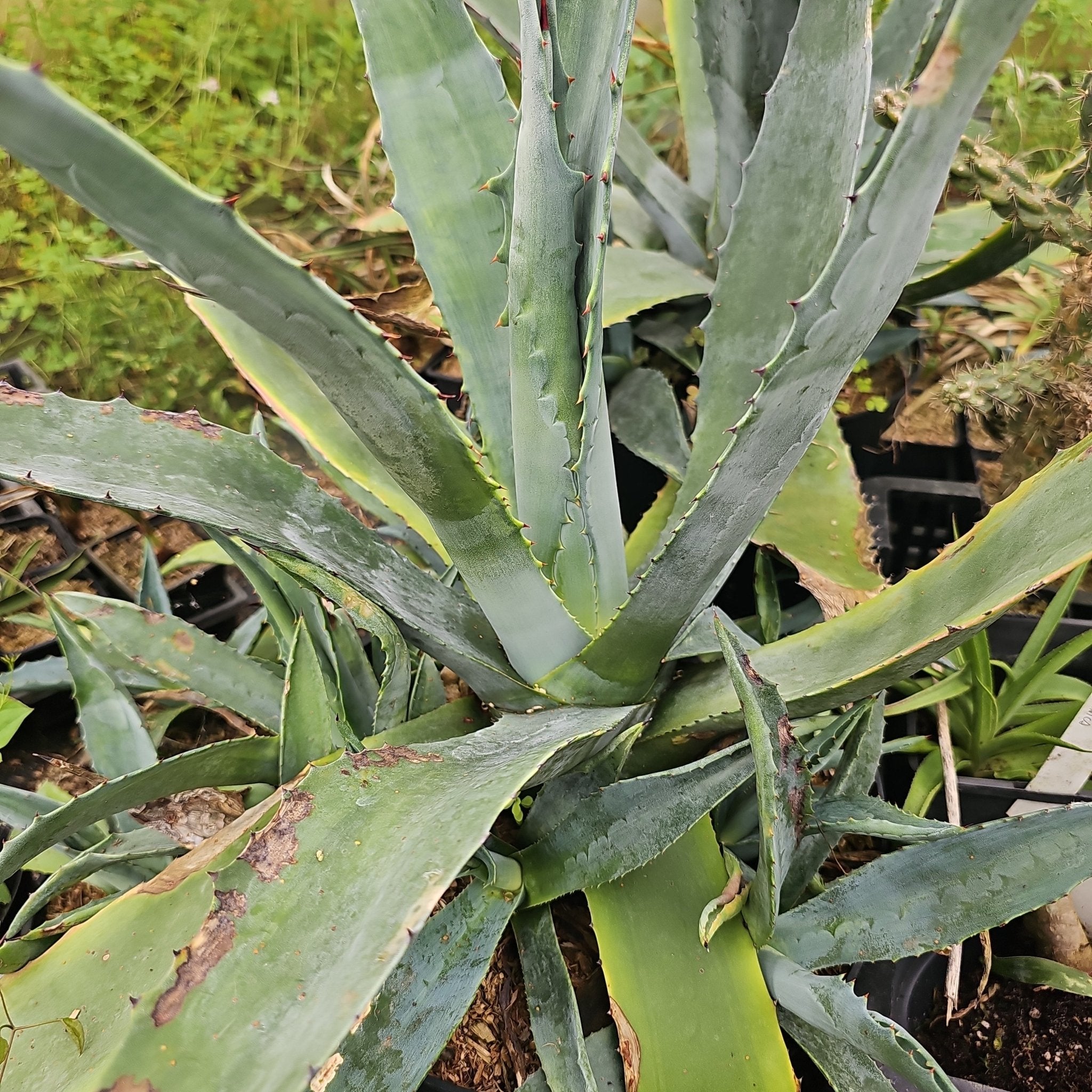 Agave americana - Herrenkamper Gärten - Pflanzenraritäten