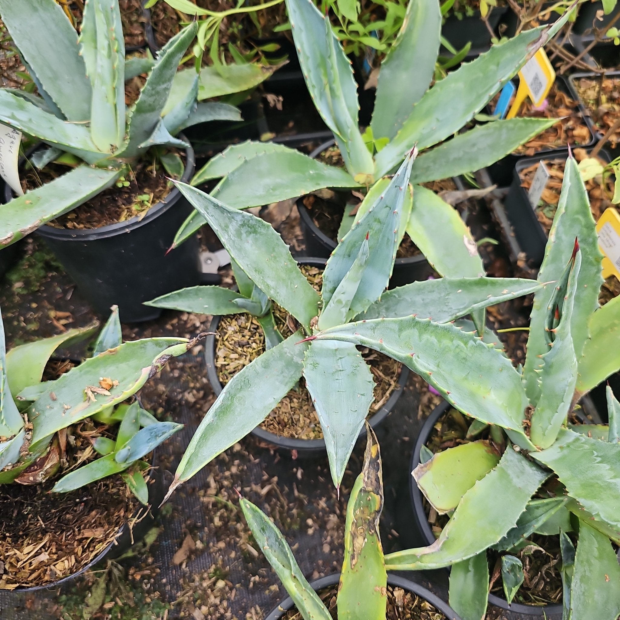 Agave americana - Herrenkamper Gärten - Pflanzenraritäten