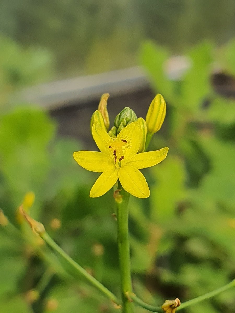 Albuca shawii - Herrenkamper Gärten - Pflanzenraritäten