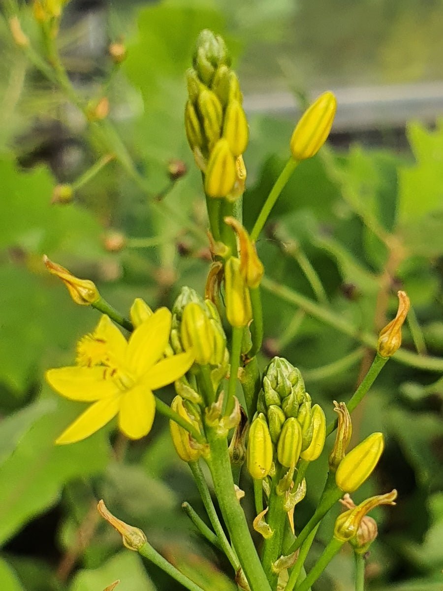 Albuca shawii - Herrenkamper Gärten - Pflanzenraritäten