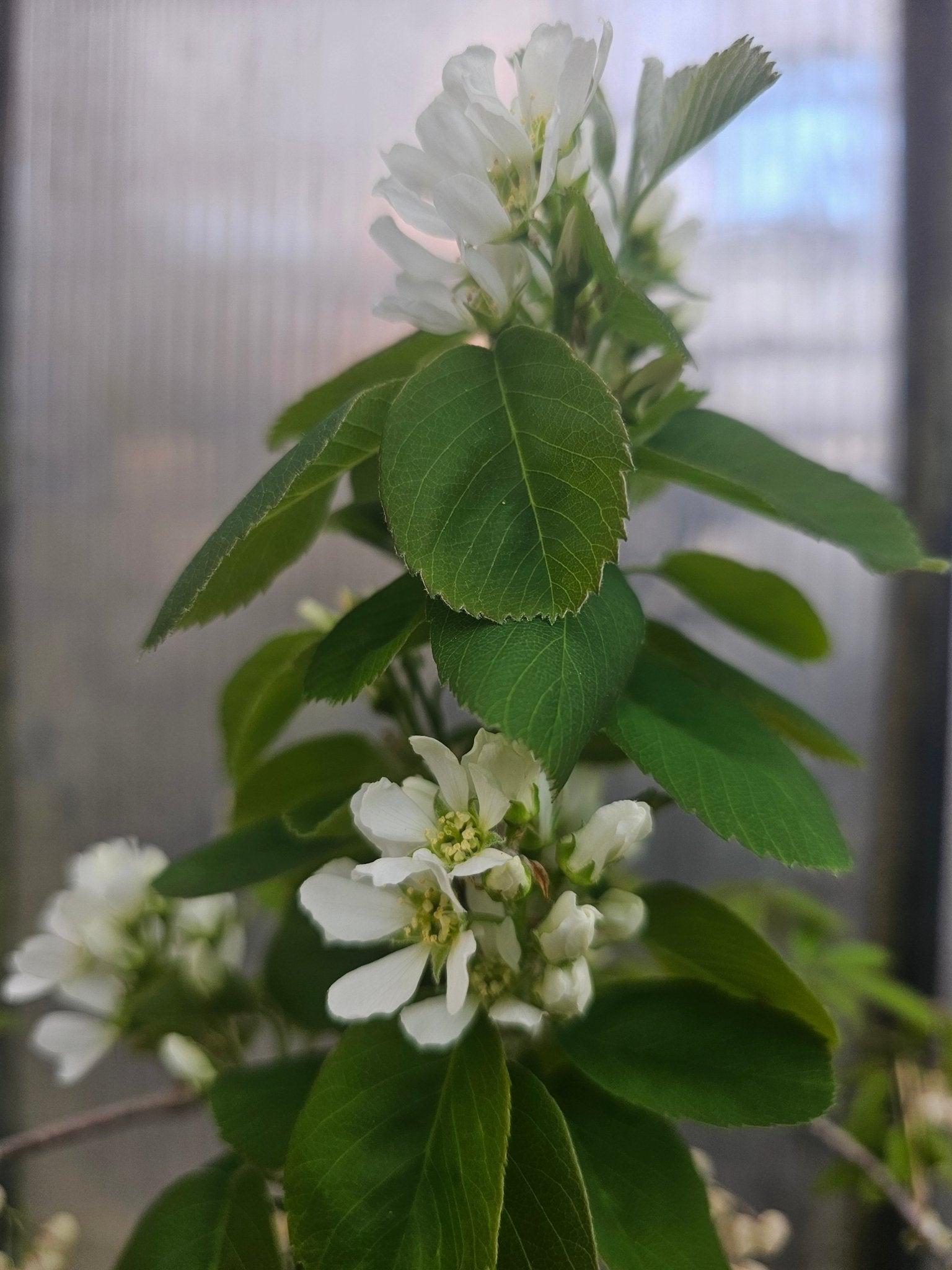 Amelanchier alnifolia 'Martin' - Herrenkamper Gärten - Pflanzenraritäten