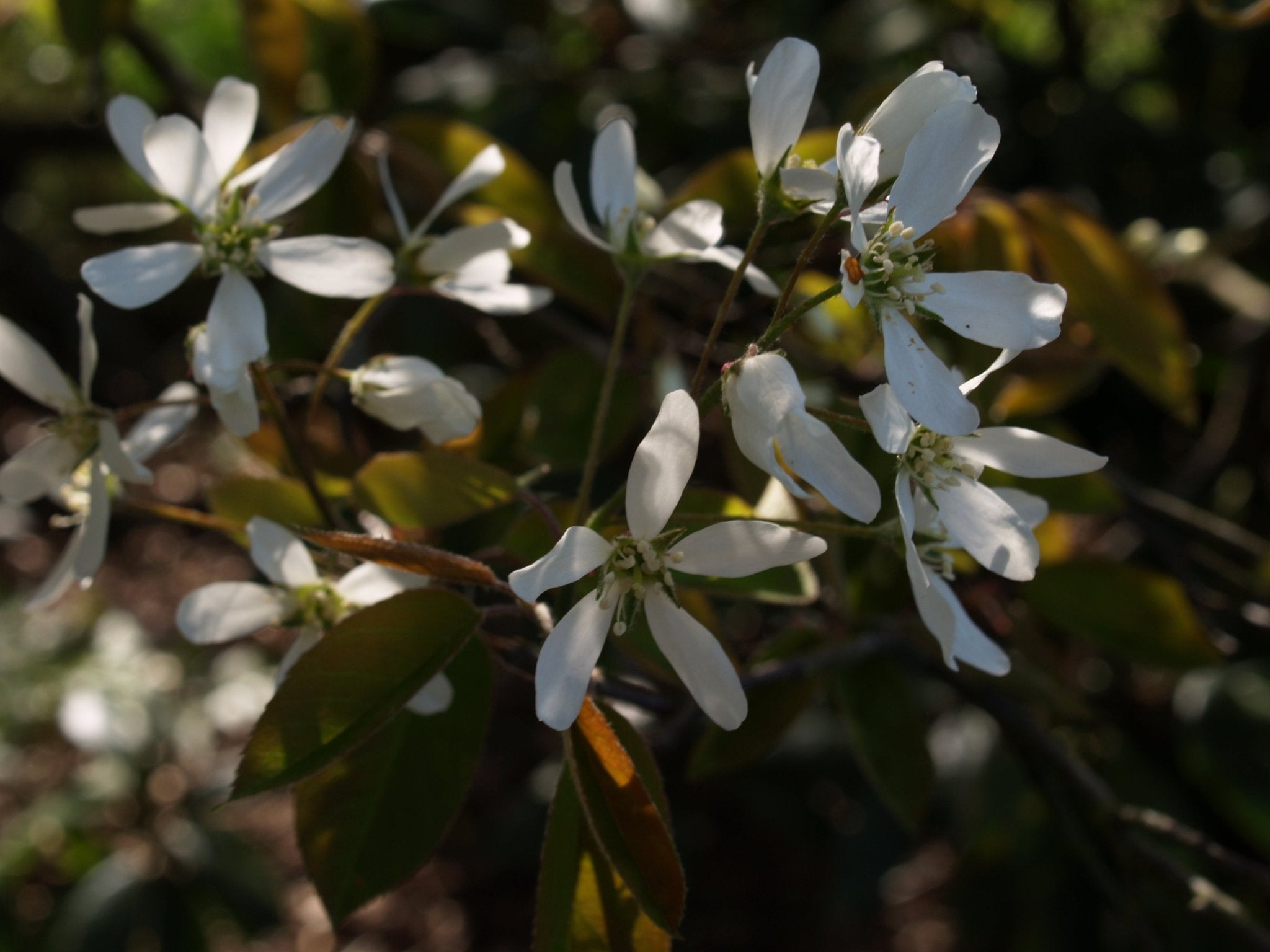 Amelanchier alnifolia 'Martin' - Herrenkamper Gärten - Pflanzenraritäten