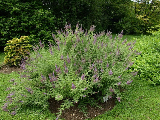 Amorpha canescens - Herrenkamper Gärten - Pflanzenraritäten