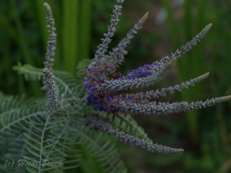 Amorpha canescens - Herrenkamper Gärten - Pflanzenraritäten
