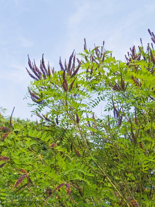 Amorpha fruticosa - Herrenkamper Gärten - Pflanzenraritäten