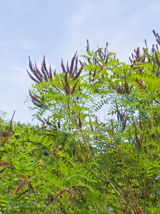 Amorpha fruticosa - Herrenkamper Gärten - Pflanzenraritäten