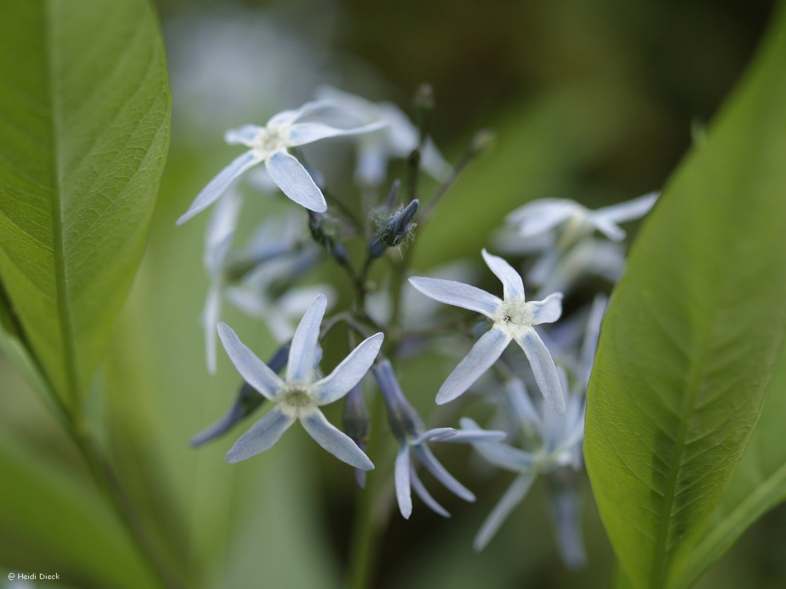 Amsonia ciliata - Herrenkamper Gärten - Pflanzenraritäten