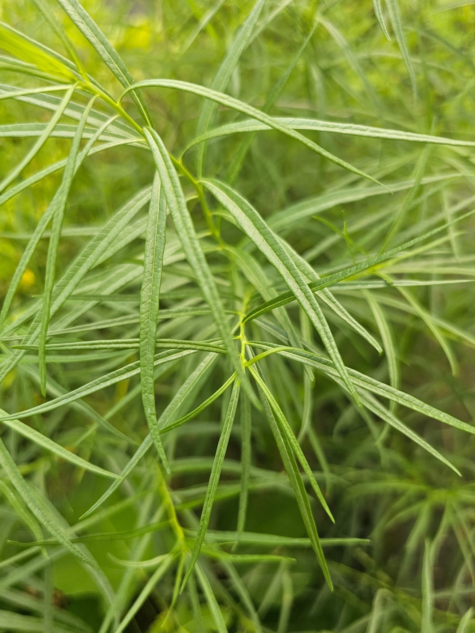 Amsonia 'Ernst Pagels' - Herrenkamper Gärten - Pflanzenraritäten