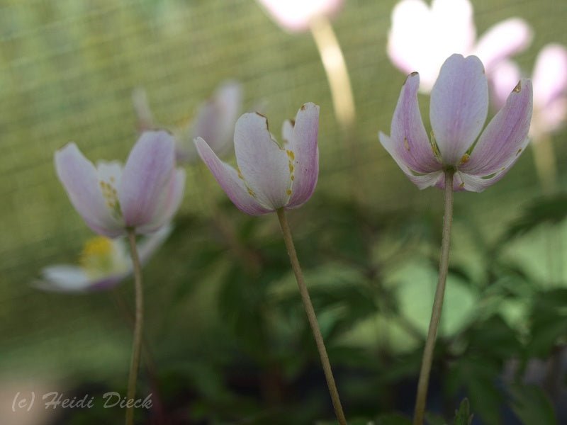 Anemone nemorosa 'Alborosea' - Herrenkamper Gärten - Pflanzenraritäten