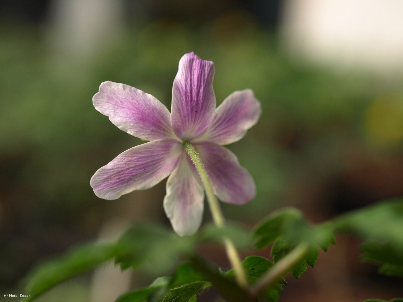 Anemone nemorosa 'Alborosea' - Herrenkamper Gärten - Pflanzenraritäten