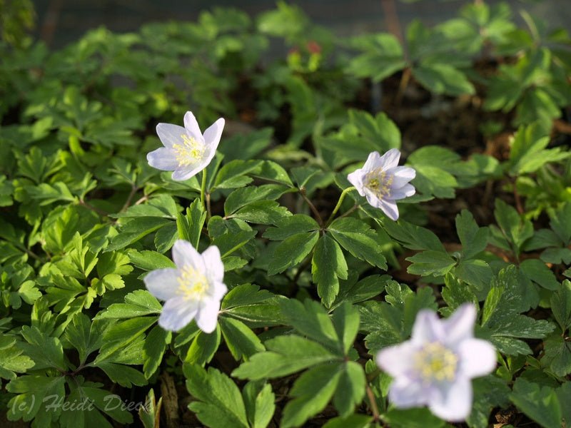 Anemone nemorosa 'Allenii' - Herrenkamper Gärten - Pflanzenraritäten