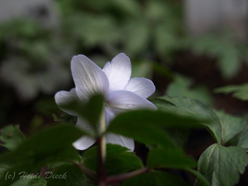 Anemone nemorosa 'Allenii' - Herrenkamper Gärten - Pflanzenraritäten