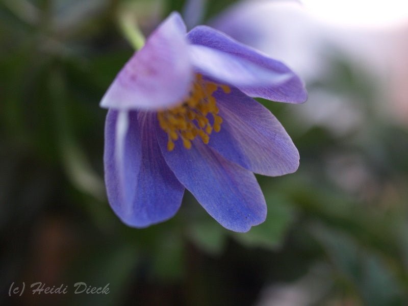 Anemone nemorosa 'Atrocaerulea' - Herrenkamper Gärten - Pflanzenraritäten
