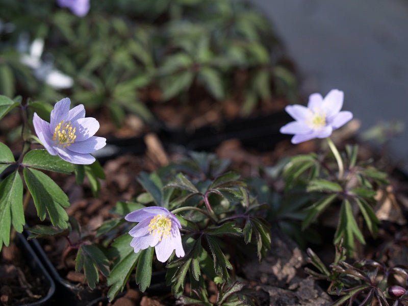 Anemone nemorosa 'Atrocaerulea' - Herrenkamper Gärten - Pflanzenraritäten