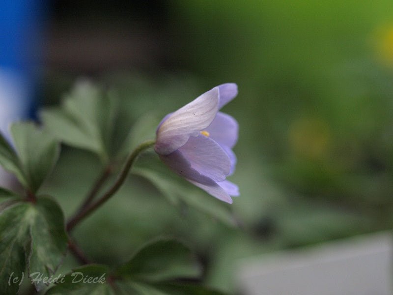 Anemone nemorosa 'Atrocaerulea' - Herrenkamper Gärten - Pflanzenraritäten