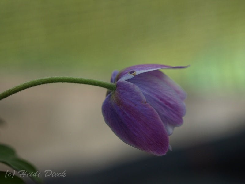 Anemone nemorosa 'Atrocaerulea' - Herrenkamper Gärten - Pflanzenraritäten