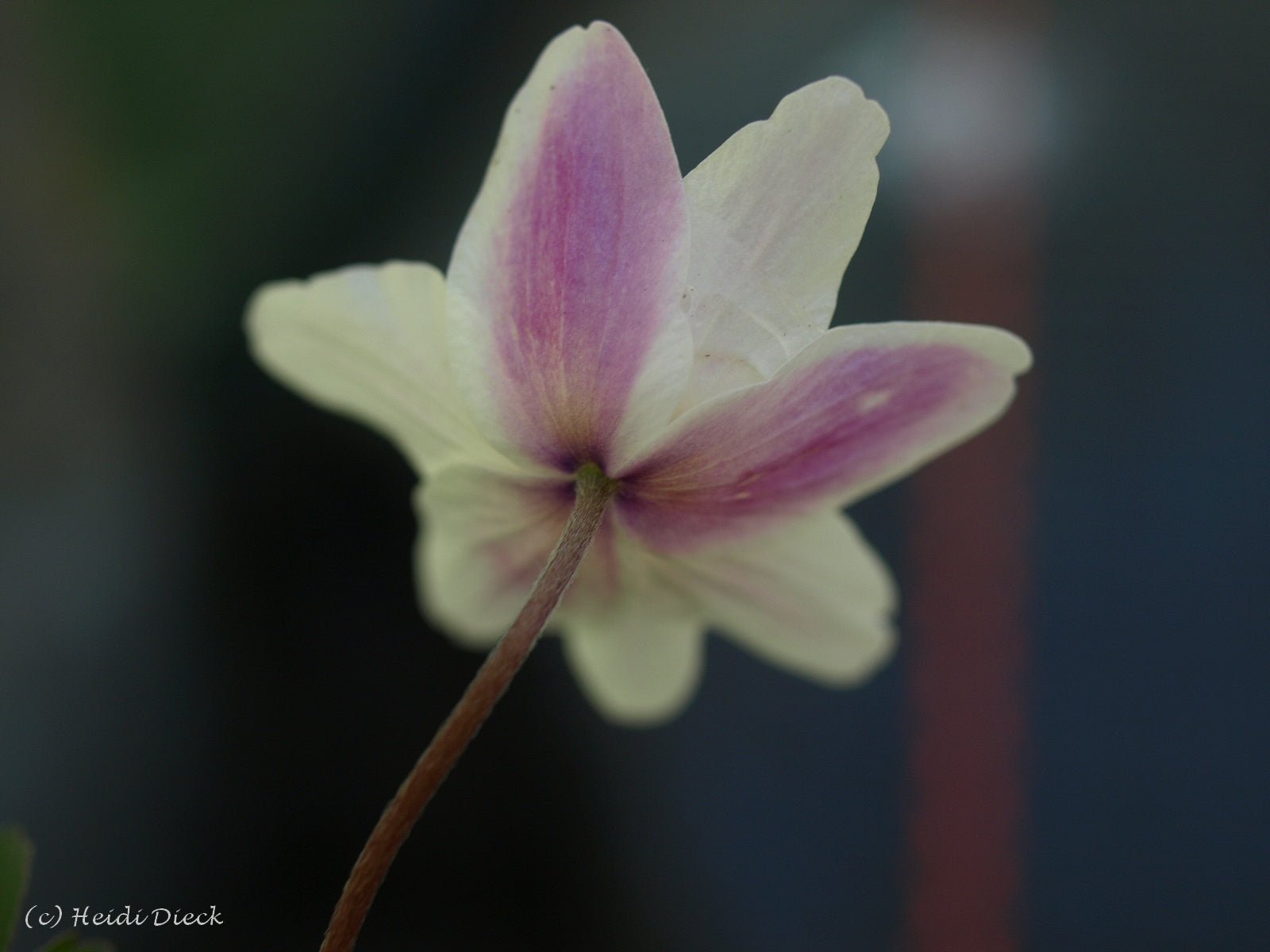 Anemone nemorosa 'Axel' - Herrenkamper Gärten - Pflanzenraritäten
