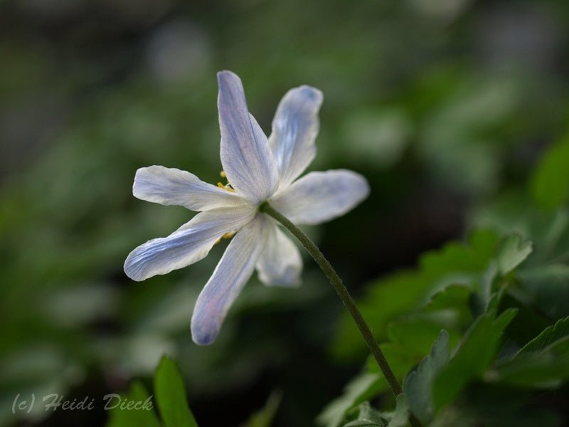 Anemone nemorosa 'Birka' - Herrenkamper Gärten - Pflanzenraritäten