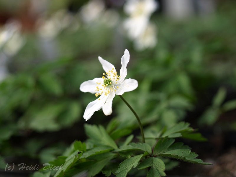 Anemone nemorosa 'Birka' - Herrenkamper Gärten - Pflanzenraritäten