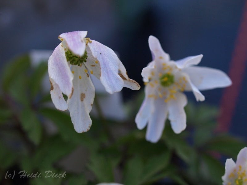 Anemone nemorosa 'Birka' - Herrenkamper Gärten - Pflanzenraritäten