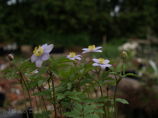 Anemone nemorosa 'Blue Bonnet' - Herrenkamper Gärten - Pflanzenraritäten
