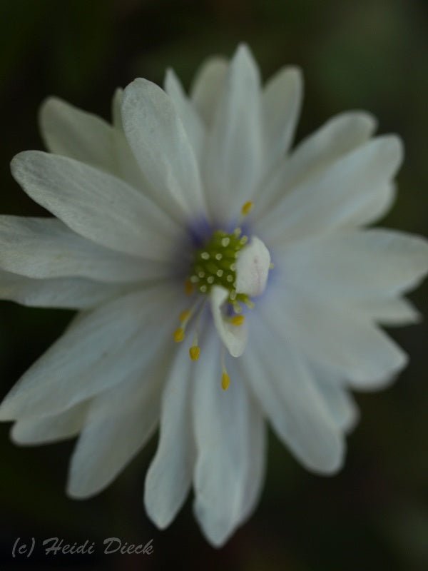 Anemone nemorosa 'Blue Eyes' - Herrenkamper Gärten - Pflanzenraritäten