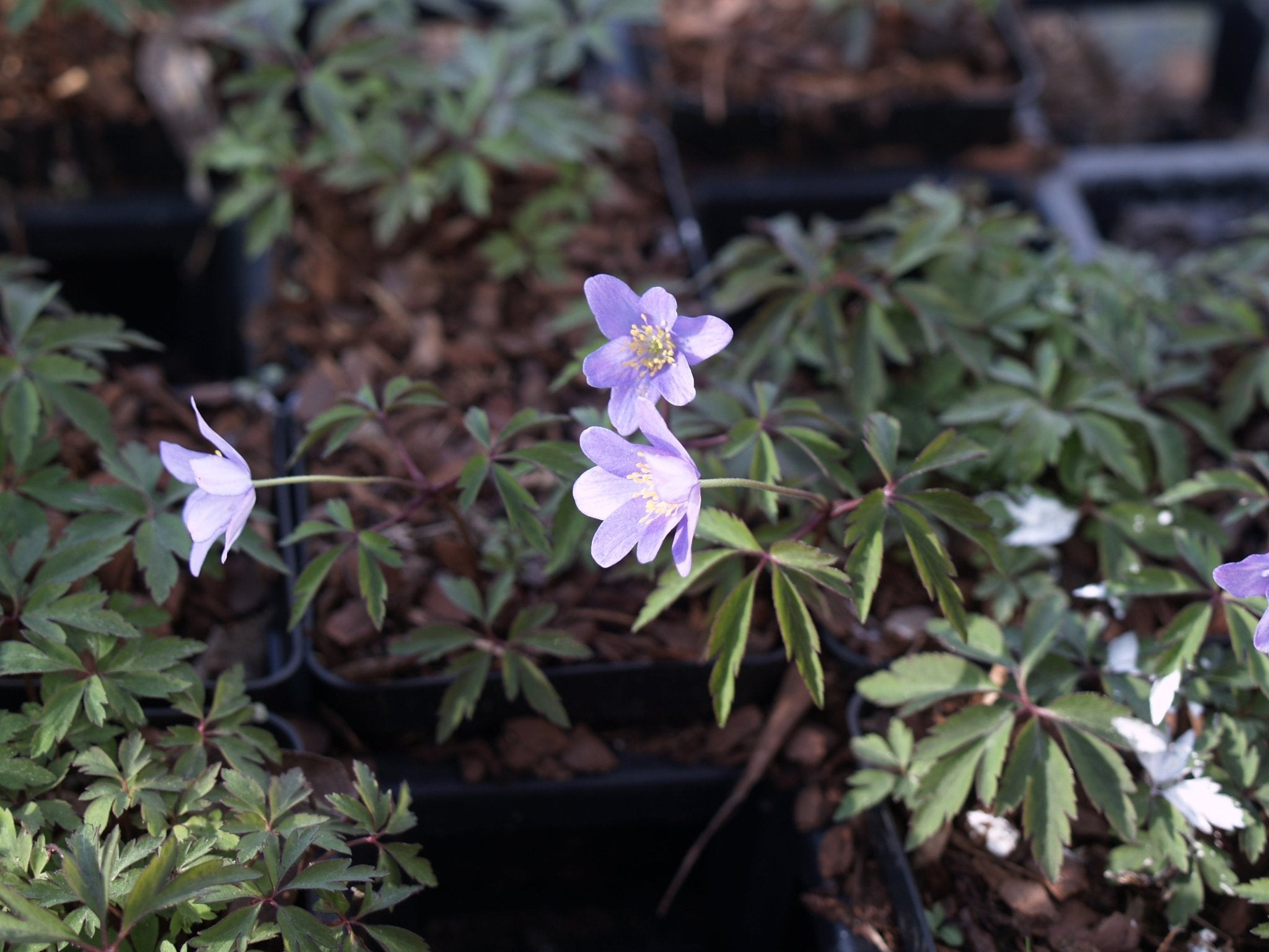 Anemone nemorosa 'Dee Day' - Herrenkamper Gärten - Pflanzenraritäten