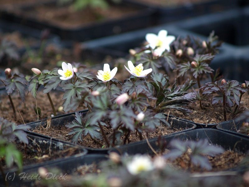 Anemone nemorosa 'Deisterglut' - Herrenkamper Gärten - Pflanzenraritäten