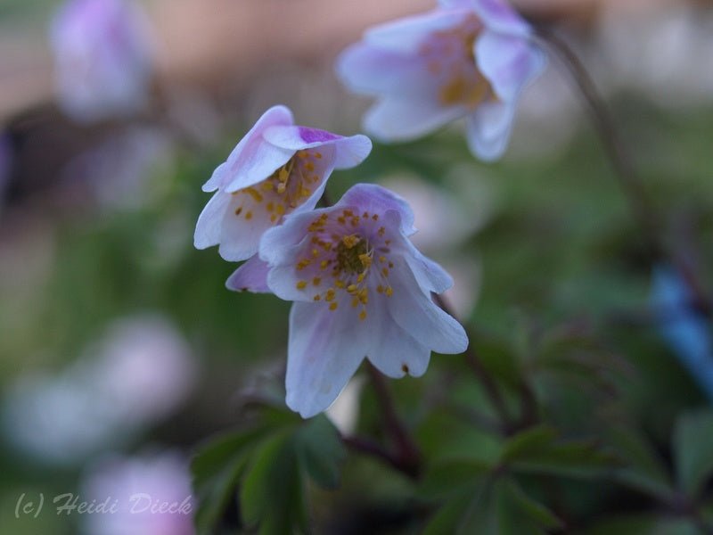 Anemone nemorosa 'Frühlingsfee' - Herrenkamper Gärten - Pflanzenraritäten
