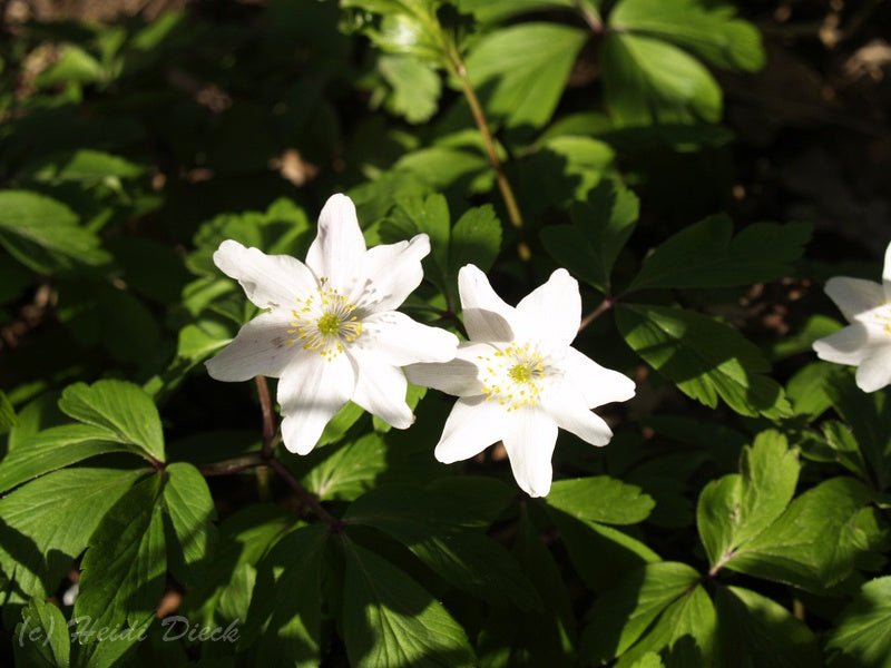 Anemone nemorosa 'Frühlingsfee' - Herrenkamper Gärten - Pflanzenraritäten