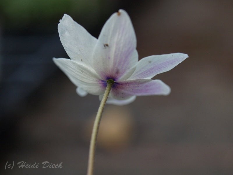 Anemone nemorosa 'Frühlingsfee' - Herrenkamper Gärten - Pflanzenraritäten